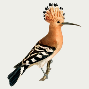 bit/hoopoe